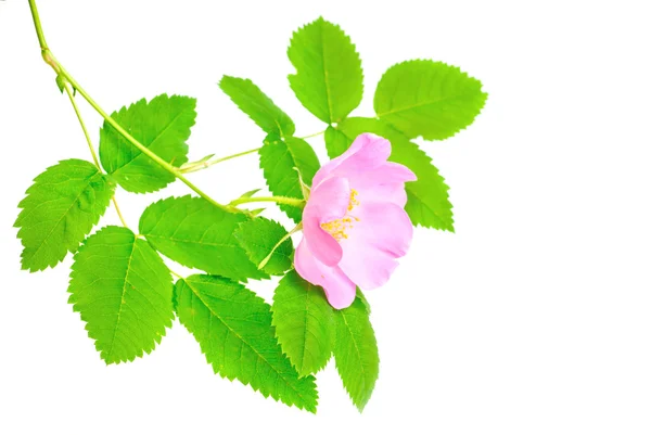 Einzelner Zweig der Hundsrose mit grünem Blatt und rosa Blüte. isoliert auf weißem Hintergrund. — Stockfoto