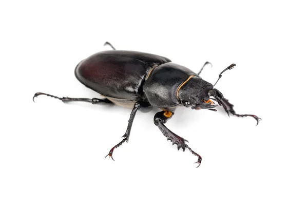 Kobiece uwija cervus (stag beetle) na białym tle na białym tle — Zdjęcie stockowe