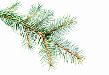 Blue Spruce - Picea pungens branch isolated on white background, great for clipart