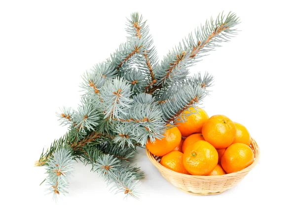 stock image Spruce branch and fresh mandarines over white background