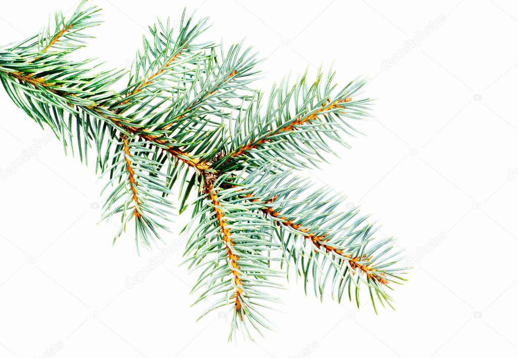 Blue Spruce - Picea pungens branch isolated on white background, great for