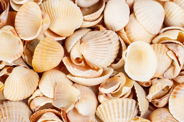 stock image Shellfish background studio shot