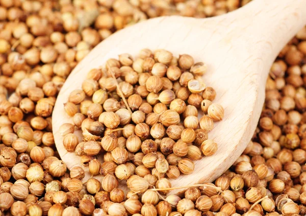 Aromatische koriander zaden en hout lepel als voedsel achtergrond — Stockfoto
