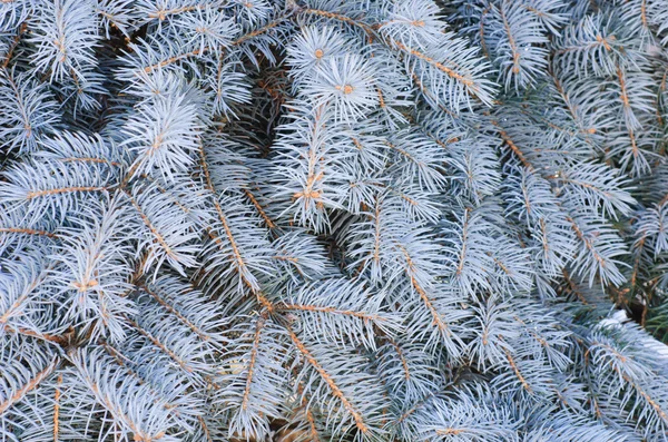 Azul Spruce ramo fundo — Fotografia de Stock