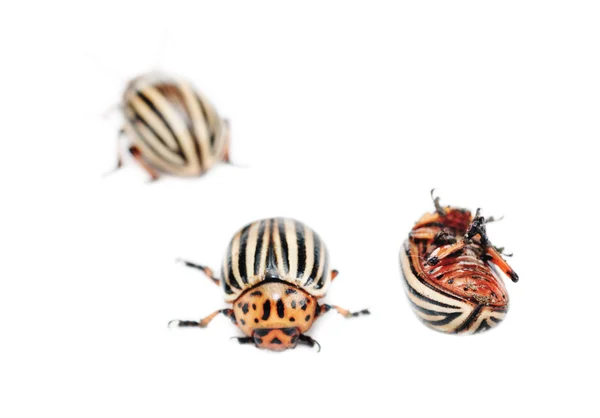 Três colorado batata bug (leptinotarsa decemlineata) isolado no branco — Fotografia de Stock