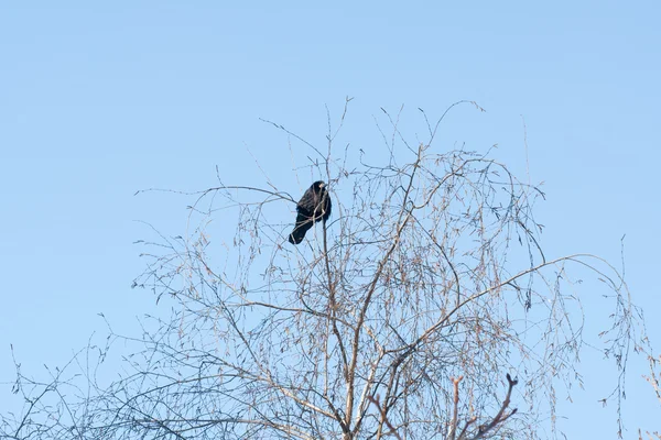 Stock image Bird crow on tree on background winter sky