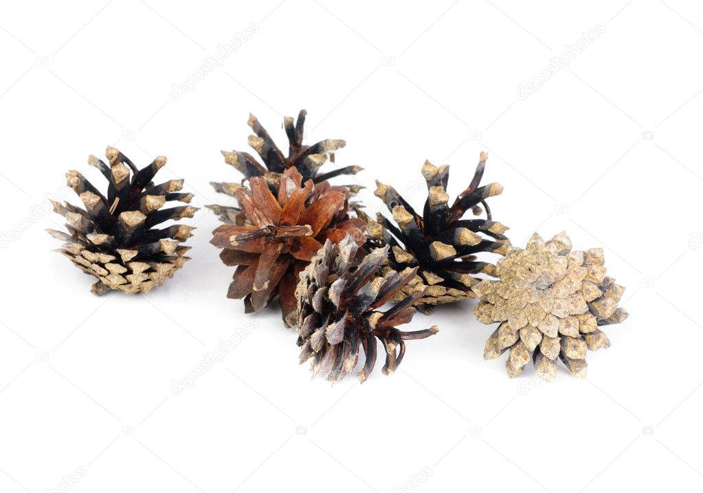 Pine cones over white background with shadow