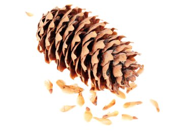 Cone spruce with seeds on a white background clipart
