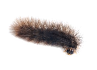 Caterpillars isolated on a white background clipart