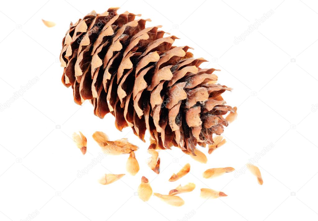 Cone spruce with seeds on a white background