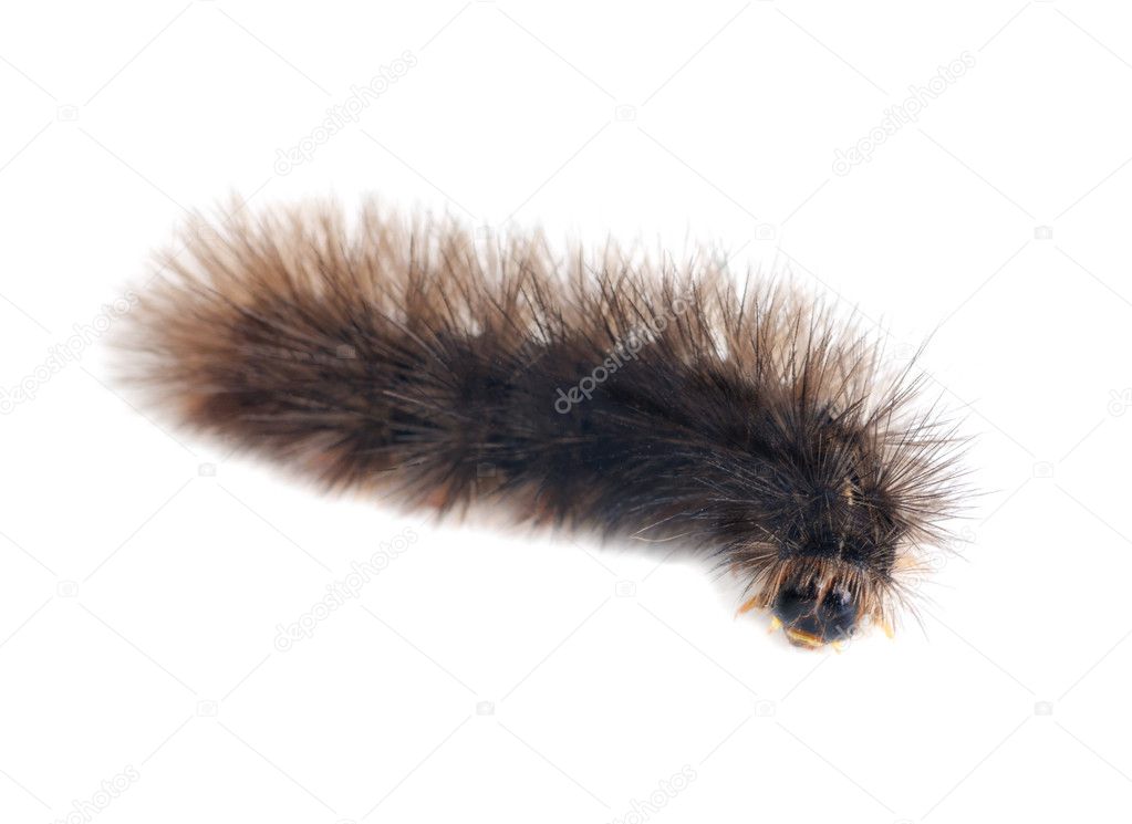 Caterpillars isolated on a white background