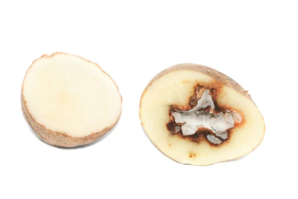 Kartoffeln mit Pilzerkrankung infiziert — Stockfoto