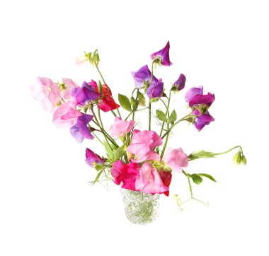 Sweet pea clipart