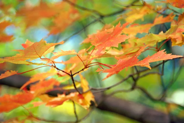 stock image Fall colored leaves