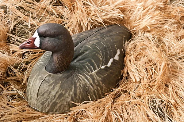 Goose decoy with stuffed and calls — Stockfoto