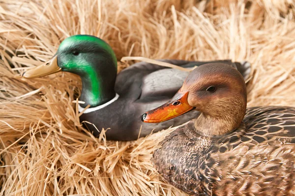 stock image Duck decoy with stuffed and calls