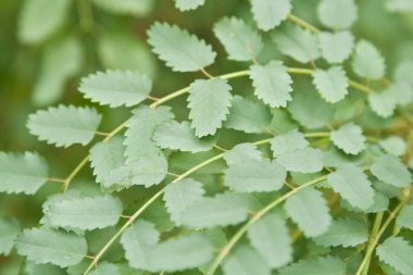 Twig with leaf