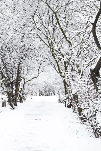 stock image Tree in snow