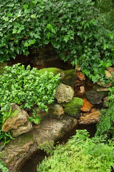 Ivy on stones — Stock Photo, Image