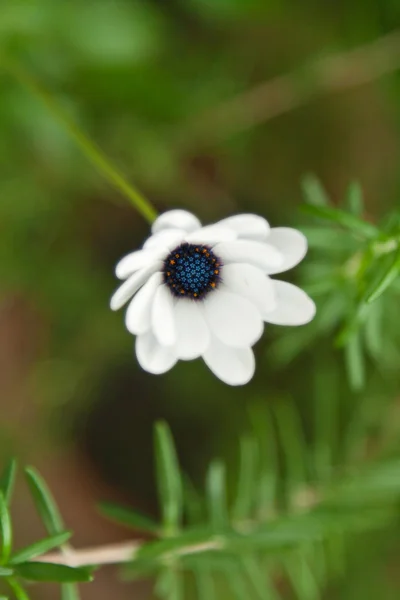 Doğal zemin üzerine çiçek — Stok fotoğraf
