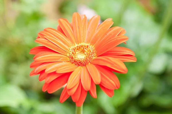 stock image Flower on natural background