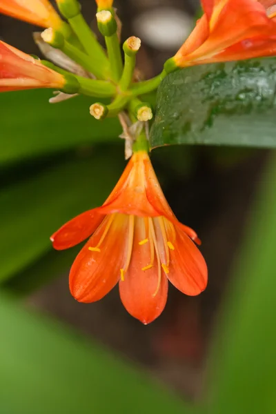 stock image Flower on natural background