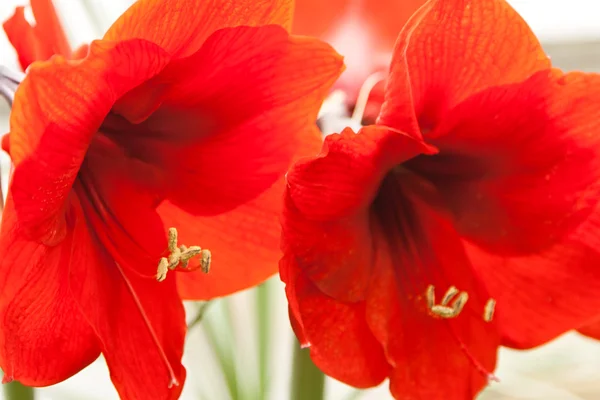 Flower on natural background — Stock Photo, Image