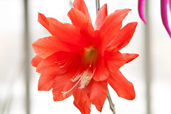 Flor no fundo natural — Fotografia de Stock