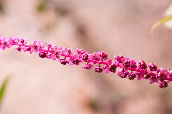 Flor sobre fondo natural — Foto de Stock