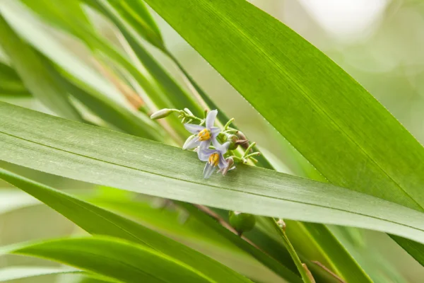 Pequena flor de wildelife — Fotografia de Stock