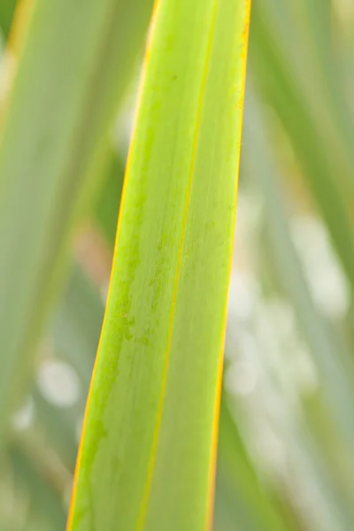 Зелений лист екзотики рослина — стокове фото
