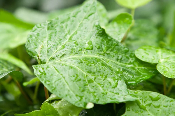 Stock image Green leaf with drop water