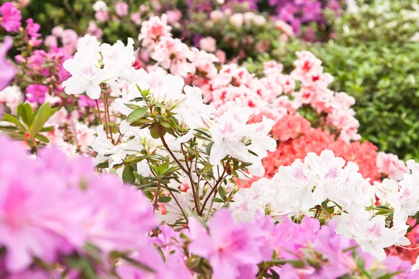 Flori strălucitoare pe tufișuri — Fotografie, imagine de stoc