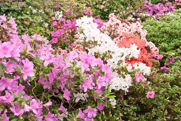 Stock image Much bright flowers on bush