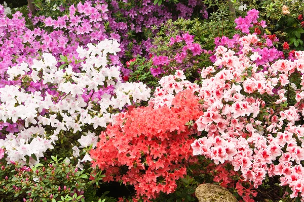 stock image Much bright flowers on bush