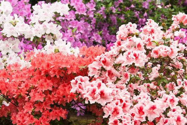 Much bright flowers on bush — Stock Photo, Image