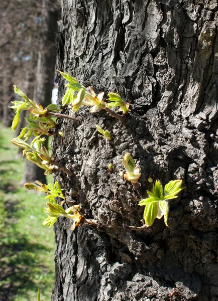 Primeras hojas nuevas en el árbol en primavera — Foto de Stock