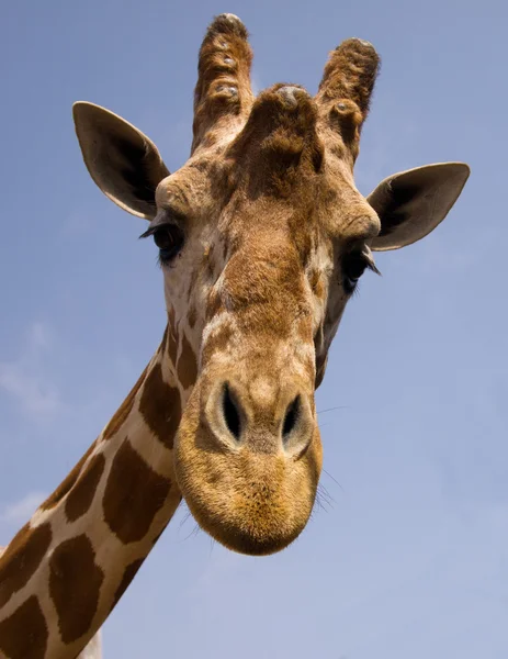 stock image Giraffe