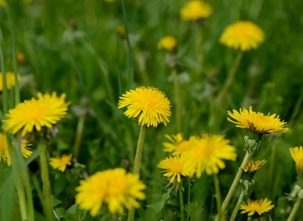 stock image Dandelion