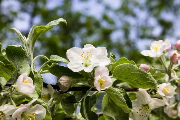 Gałęzi kwitnących jabłoni z zielonych liści — Zdjęcie stockowe