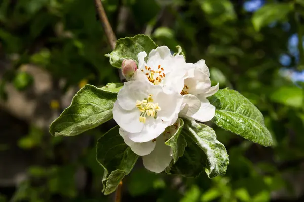 Il ramo di un melo fiorito con foglie verdi — Foto Stock