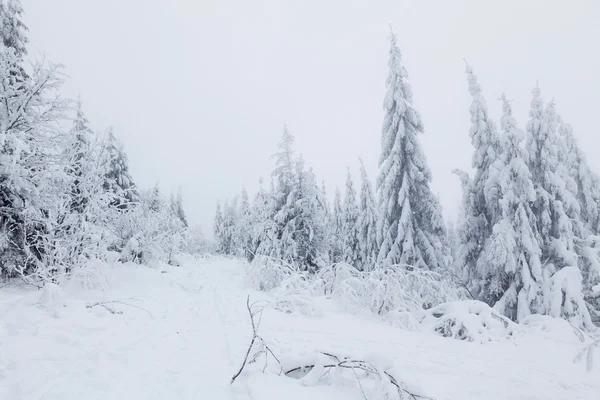 Floresta congelada — Fotografia de Stock