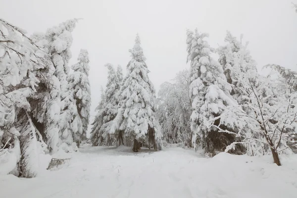 凍結の森林 — ストック写真