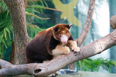 dendrolagus kanguru