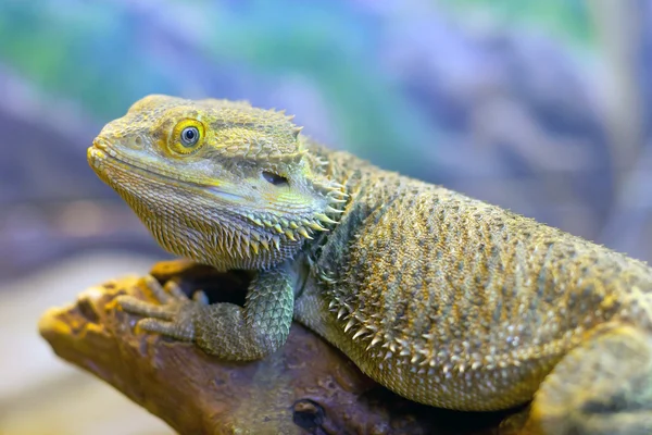 Stock image Iguana