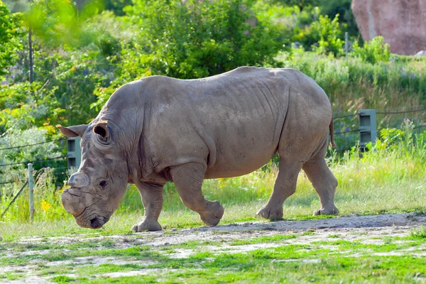 코뿔소 — 스톡 사진