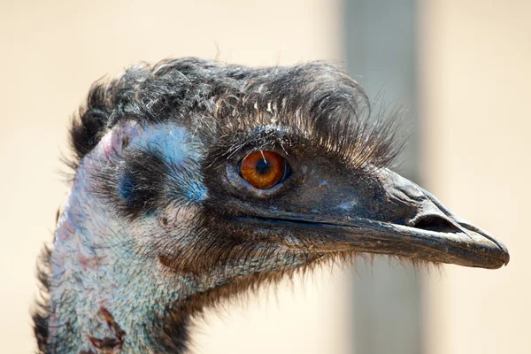 Struisvogel emu — Stockfoto