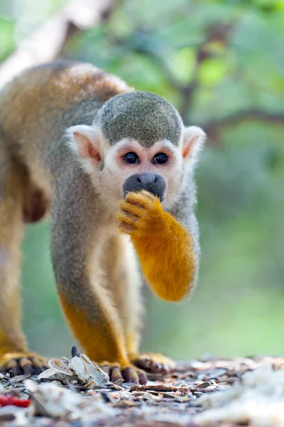 Σκίουρος μαϊμού — Φωτογραφία Αρχείου