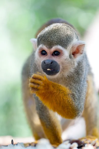 stock image Squirrel monkey