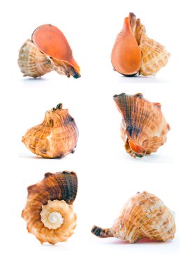 Seashell clipart